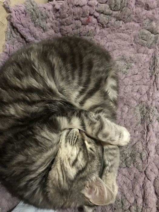 Котята - Крысолов