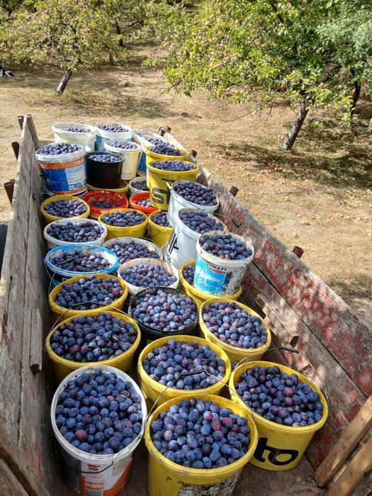 Prune de vânzare