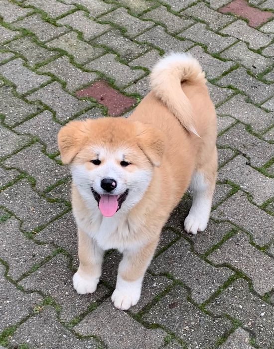 Cățel pui Akita Inu de vânzare 10 săptămâni