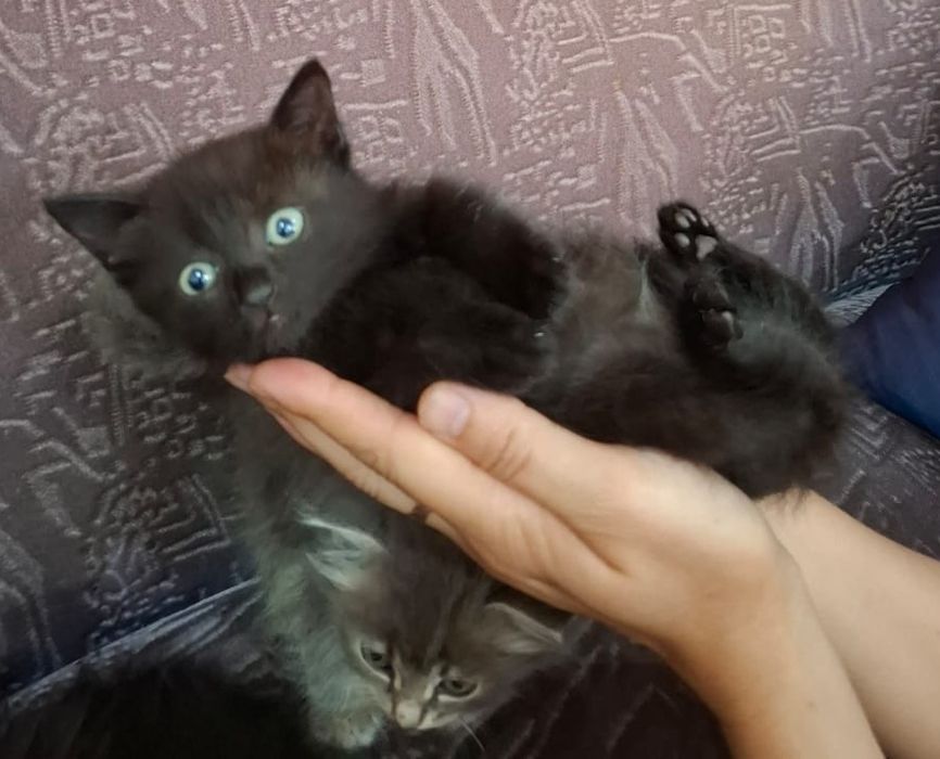 Отдам котят в хорошие добрые руки