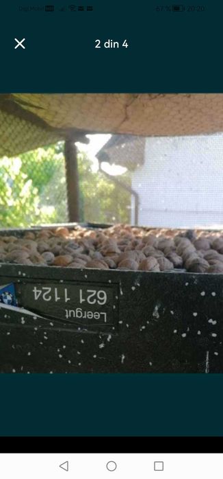 vând nuca în coaja