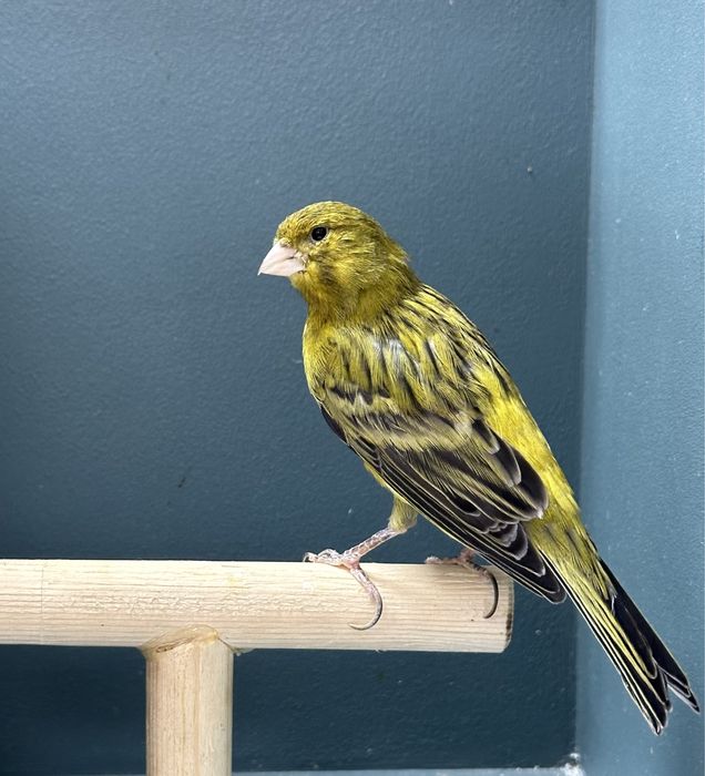 Канарейки (кенар)