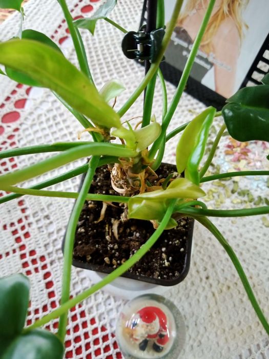 Продам комнатные растения