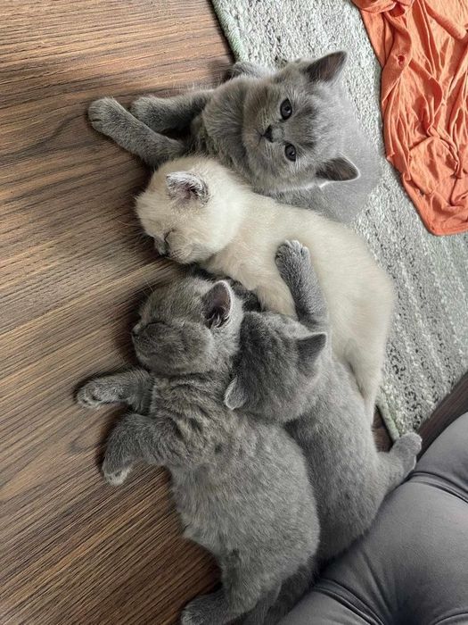 Британские котята