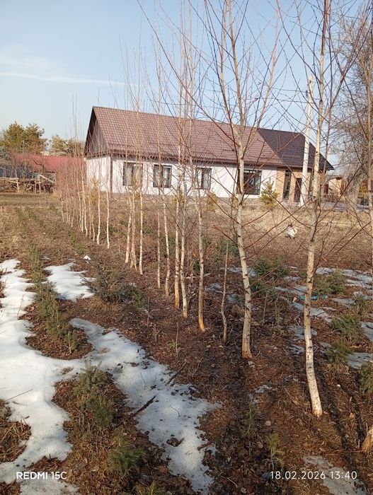 Продаются березы