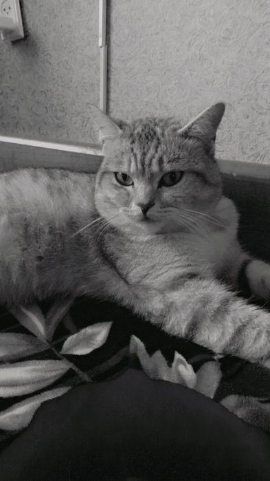 Продам кота шотландский прямоухий