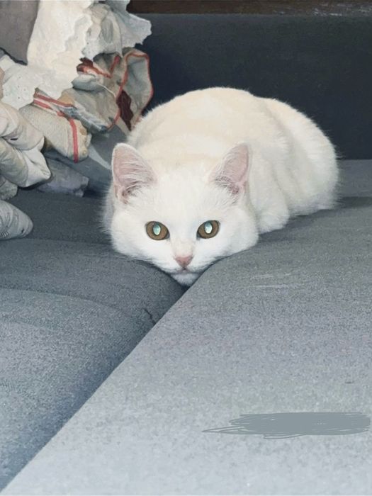 Белая кошка бразильская