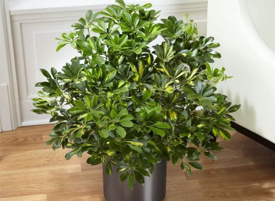 Продам комнатные цветы