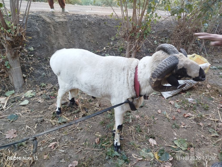 Qoʻchqor sotiladi 2 yoshar narxini kelishamiz