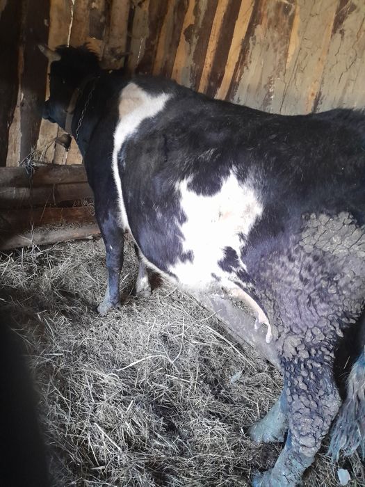 Vacà vacà gestantà, vaca are 7 ani ,mai multe detali la telefon  07538