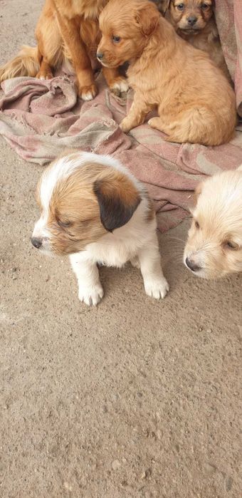 Donez căței drăgălași