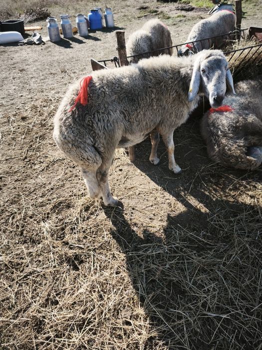 Berbec karakul brumăriu