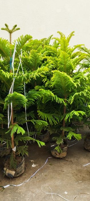 Араукария кислородный ёлка