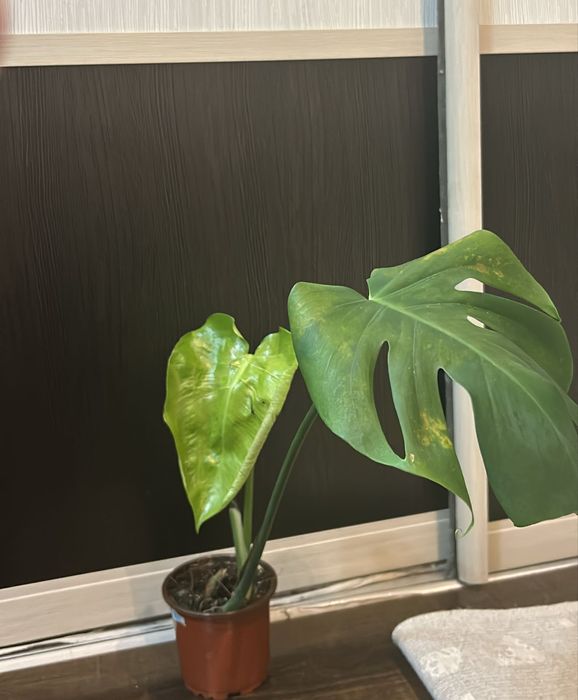 Срочно продаю цветок монстеру