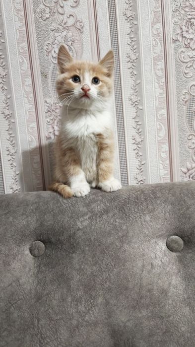 Котят в добрые руки