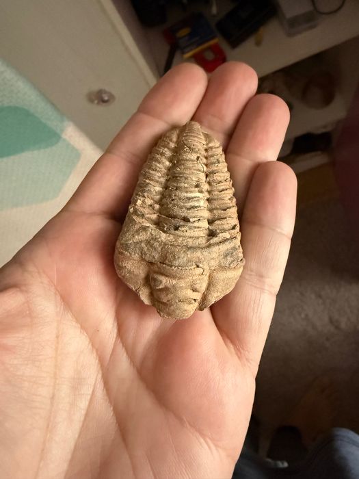 Fosilă Trilobit Phacops – Devonian – Autentic  ~ 390 milioane ani!