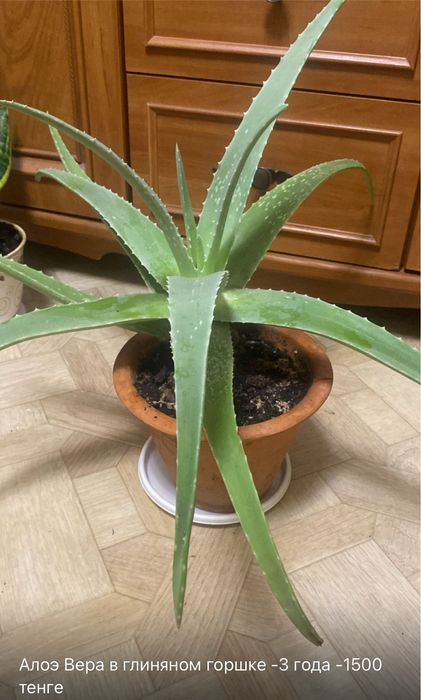 Продам цветы в горшочках