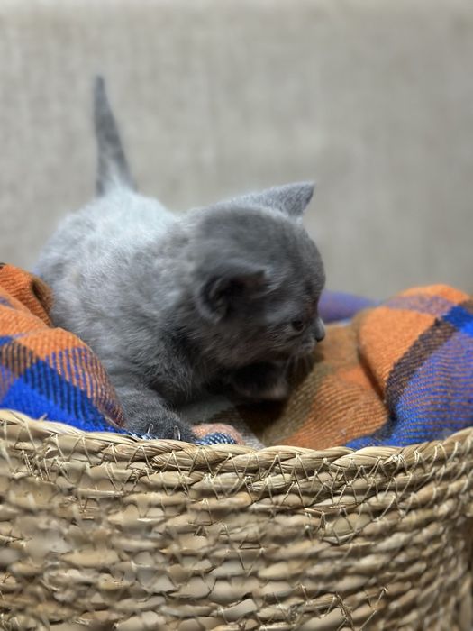 Продаются британские котята