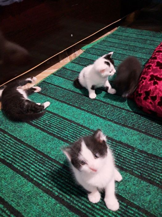 Котята полупородистые