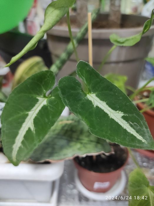 Комнатные растения