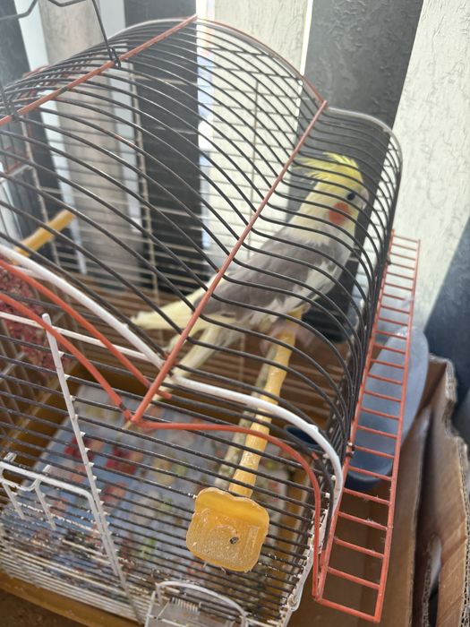 Папагал корела мъжка с клетка