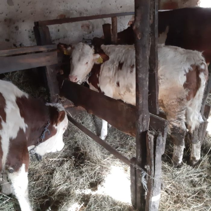 Tauras si vitei export