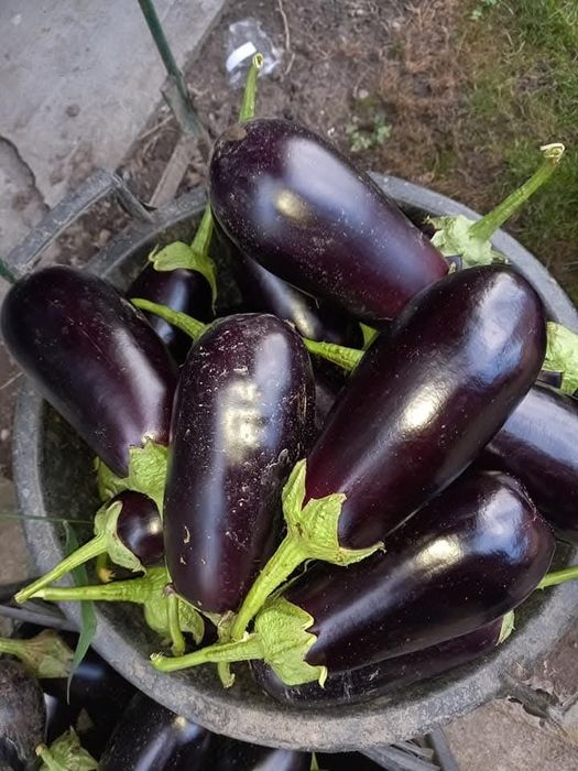 Vand vinete  bio
