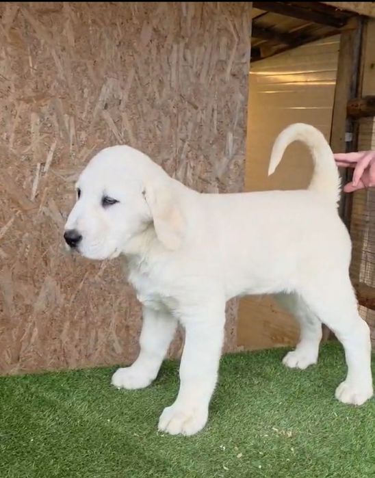 Mascul Ciobănesc de Asia Centrală