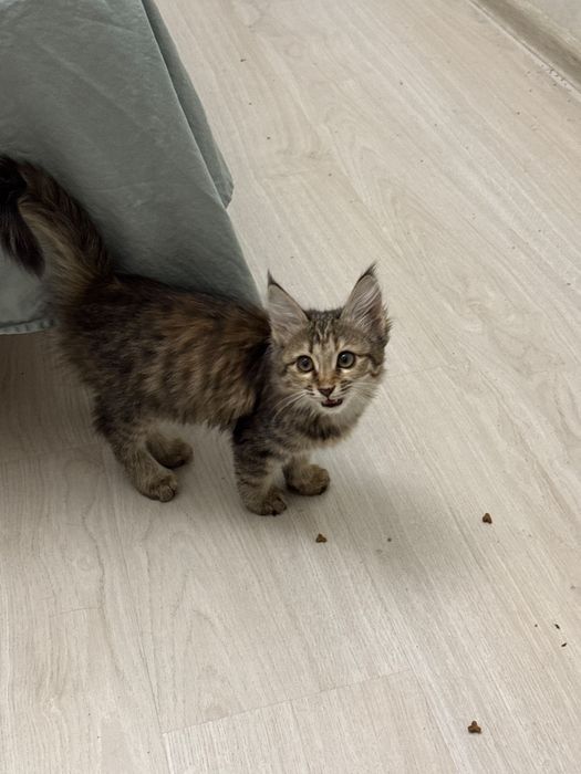 Котенок в добрые руки
