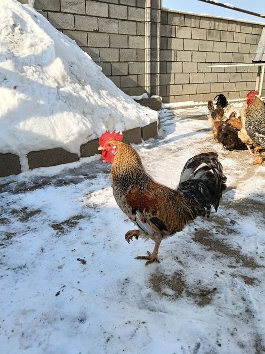 Продам молодой петухи