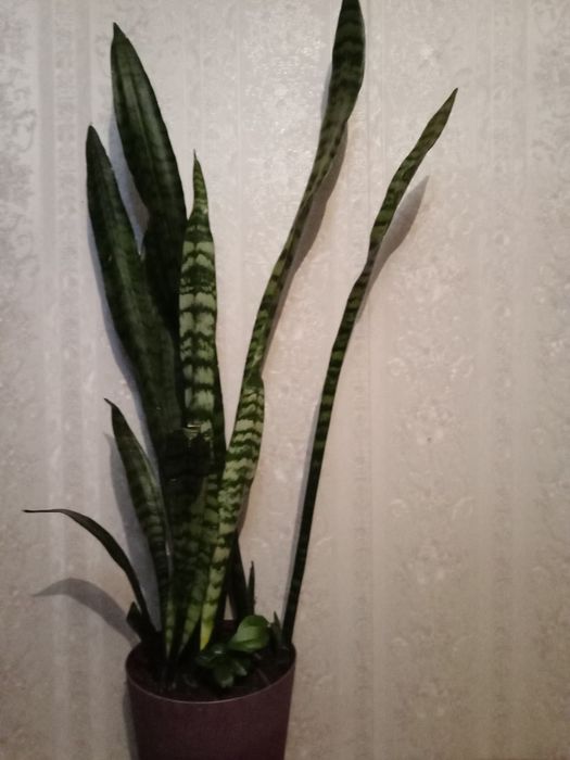 Сансевьерия, два вида .