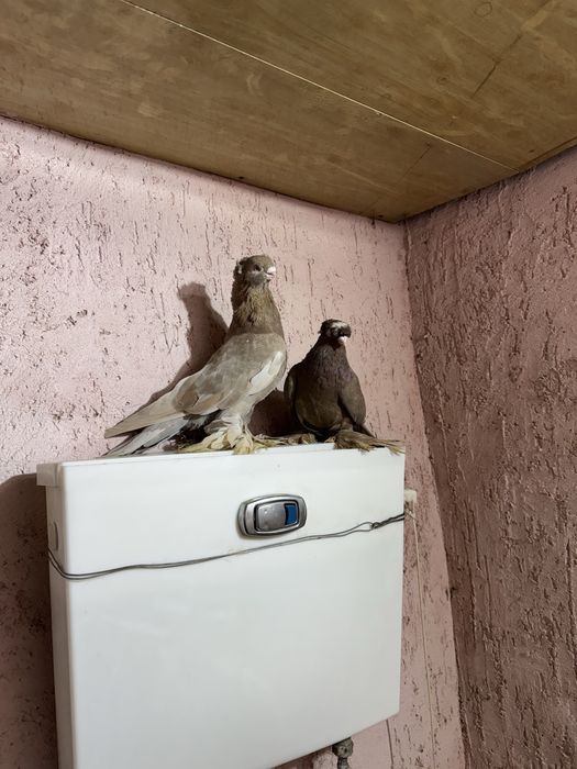 Двухчубые годуби