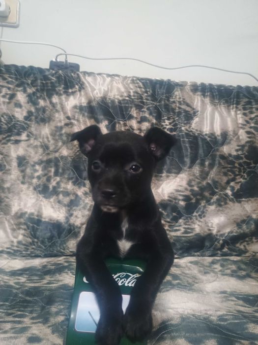 Свободни чухопинчери