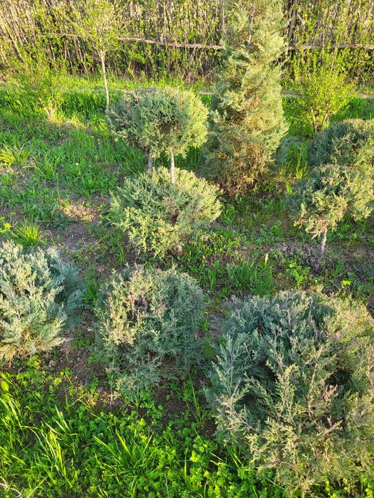 Ёлкы кошет сатылады местный