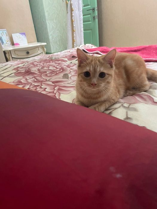 Отдам в хорошие руки Котёнка