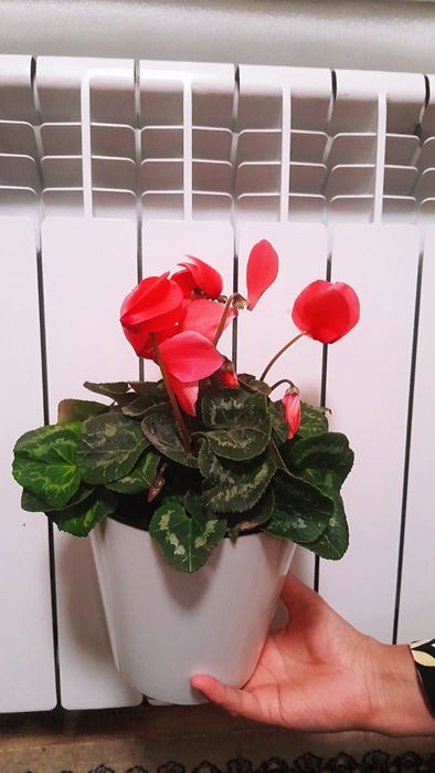 Цикламен alf fialkasi xonaki gul