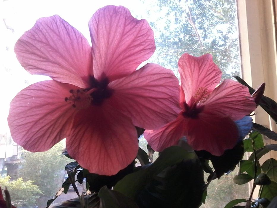 Продам комнатные цветы