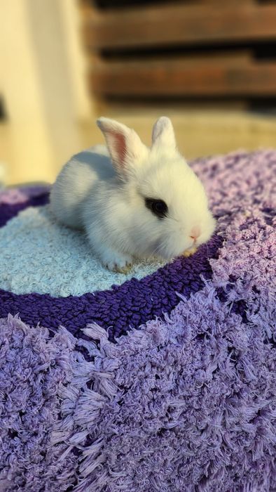 Iepurași de vânzare