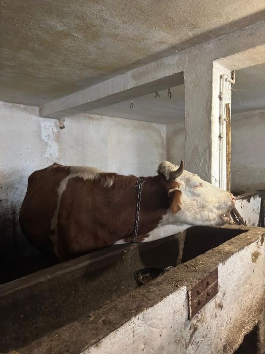 Vând vaci bălțată românească