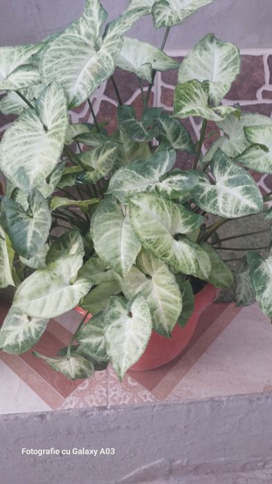 Schefflera arboricola sau arborele umbrela