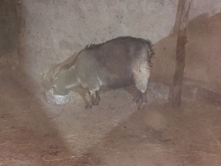 Ешкі сатамын тірідей, көктемде туатын