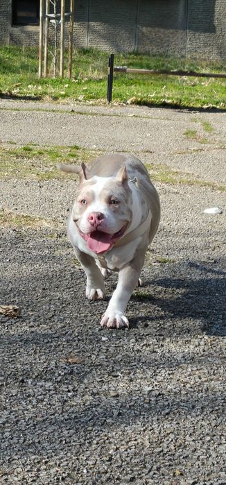 Американско Були Покет American Bully Pocket