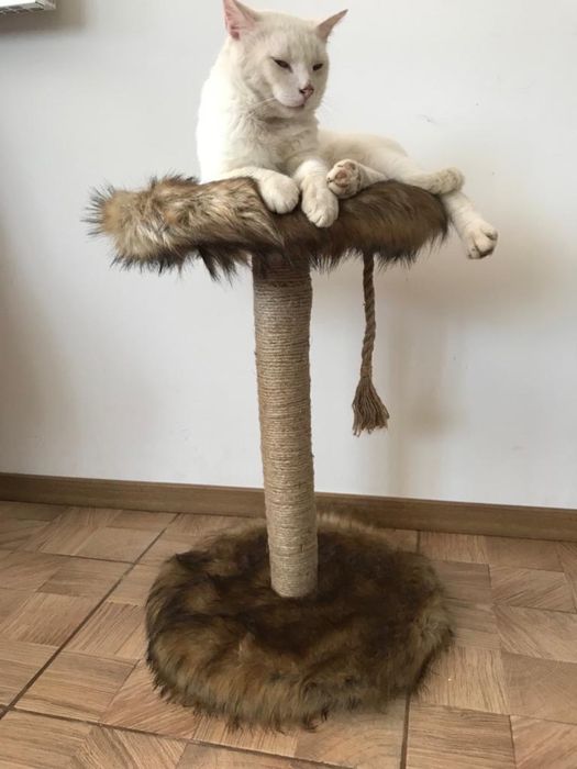 Ansamblu de joaca si odihna pentru pisici