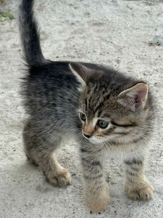 Отдам котят в доверенные руки