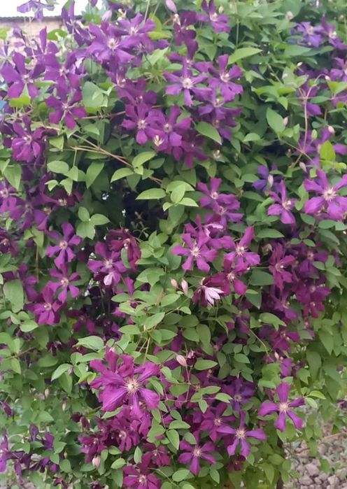 Клематис вющаяся лиана