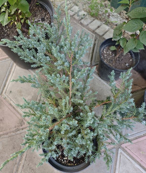 Продам Можжевельники