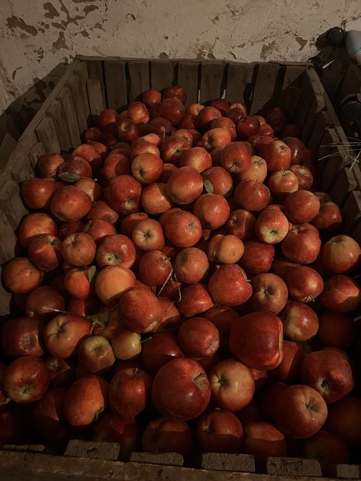 Продам яблоки американка