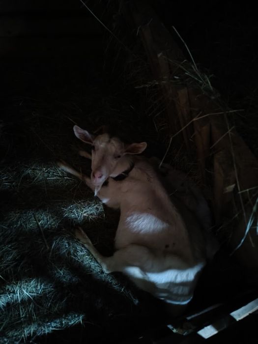 Capre cu iezi și fără iezi