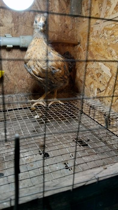 Продам подрошого цыплёнка