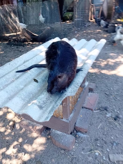 Vând nutrie 2 femele